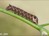 Larva Sfinge della Vite - Deilephila elpenor (Linnaeus, 1758)