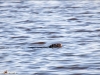 Nutria Oasi dei Variconi