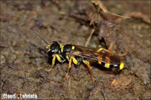 Mellinus arvensis (Linnaeus,1758) - Crabronidae Mellininae