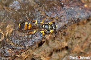 Mellinus arvensis (Linnaeus,1758) - Crabronidae Mellininae_1000