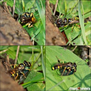 Mellinus arvensis (Linnaeus,1758) - Crabronidae Mellininae